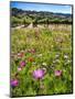 Spring Wildflowers Of Napa Valley-George Oze-Mounted Photographic Print