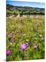 Spring Wildflowers Of Napa Valley-George Oze-Mounted Photographic Print