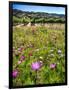 Spring Wildflowers Of Napa Valley-George Oze-Framed Photographic Print