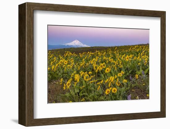 Spring wildflowers on Dalles Mountain in Columbia Hills State Park near Lyle, Washington-Chuck Haney-Framed Photographic Print