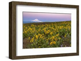 Spring wildflowers on Dalles Mountain in Columbia Hills State Park near Lyle, Washington-Chuck Haney-Framed Photographic Print