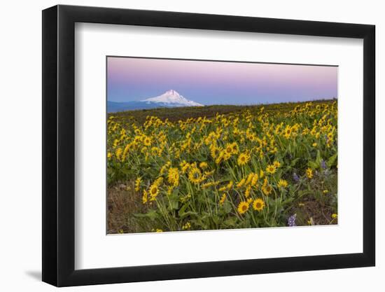 Spring wildflowers on Dalles Mountain in Columbia Hills State Park near Lyle, Washington-Chuck Haney-Framed Photographic Print