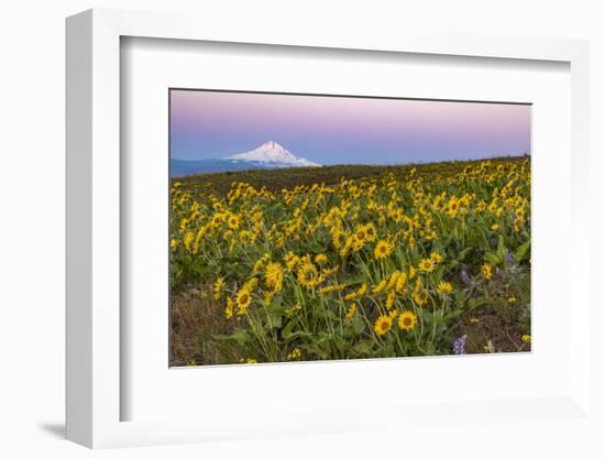 Spring wildflowers on Dalles Mountain in Columbia Hills State Park near Lyle, Washington-Chuck Haney-Framed Photographic Print