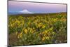 Spring wildflowers on Dalles Mountain in Columbia Hills State Park near Lyle, Washington-Chuck Haney-Mounted Photographic Print
