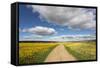 Spring Wildflowers, Papkuilsfontein Farm, Nieuwoudtville, Northern Cape, South Africa, Africa-Ann & Steve Toon-Framed Stretched Canvas