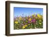 Spring Wildflowers, Papkuilsfontein Farm, Nieuwoudtville, Northern Cape, South Africa, Africa-Ann & Steve Toon-Framed Photographic Print