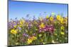Spring Wildflowers, Papkuilsfontein Farm, Nieuwoudtville, Northern Cape, South Africa, Africa-Ann & Steve Toon-Mounted Photographic Print