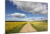 Spring Wildflowers, Papkuilsfontein Farm, Nieuwoudtville, Northern Cape, South Africa, Africa-Ann & Steve Toon-Mounted Photographic Print