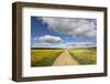 Spring Wildflowers, Papkuilsfontein Farm, Nieuwoudtville, Northern Cape, South Africa, Africa-Ann & Steve Toon-Framed Photographic Print