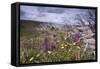 Spring Wildflowers-null-Framed Stretched Canvas