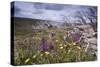 Spring Wildflowers-null-Stretched Canvas