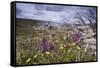 Spring Wildflowers-null-Framed Stretched Canvas