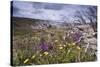 Spring Wildflowers-null-Stretched Canvas