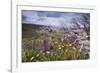 Spring Wildflowers-null-Framed Photographic Print