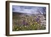 Spring Wildflowers-null-Framed Photographic Print