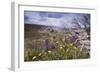 Spring Wildflowers-null-Framed Photographic Print