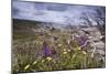 Spring Wildflowers-null-Mounted Photographic Print