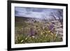 Spring Wildflowers-null-Framed Photographic Print