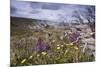 Spring Wildflowers-null-Mounted Photographic Print