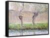 Spring, Willows, 1885-Claude Monet-Framed Stretched Canvas