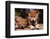 Spring Wolf Pups-Art Wolfe-Framed Art Print