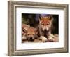 'Spring Wolf Pups' Prints - Art Wolfe | AllPosters.com