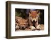 Spring Wolf Pups-Art Wolfe-Framed Art Print