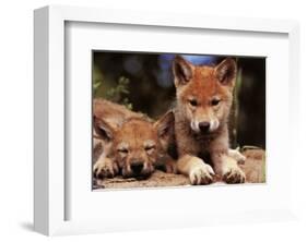 Spring Wolf Pups-Art Wolfe-Framed Art Print