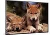 Spring Wolf Pups-Art Wolfe-Mounted Art Print