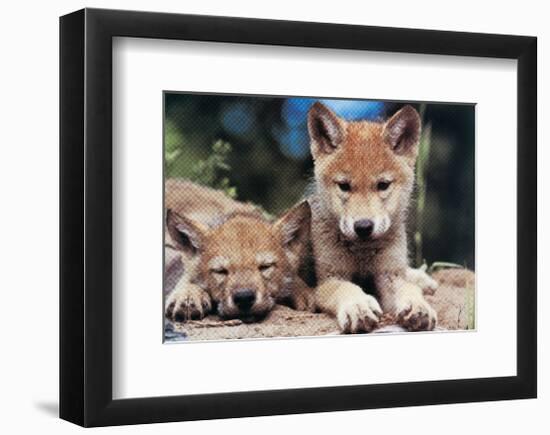 Spring Wolf Pups-Art Wolfe-Framed Giclee Print