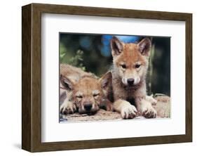 Spring Wolf Pups-Art Wolfe-Framed Giclee Print