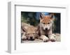 Spring Wolf Pups-Art Wolfe-Framed Giclee Print