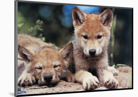 Spring Wolf Pups-Art Wolfe-Mounted Giclee Print