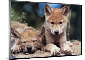 Spring Wolf Pups-Art Wolfe-Mounted Giclee Print