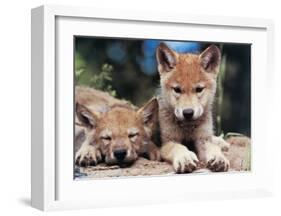 Spring Wolf Pups-Art Wolfe-Framed Giclee Print