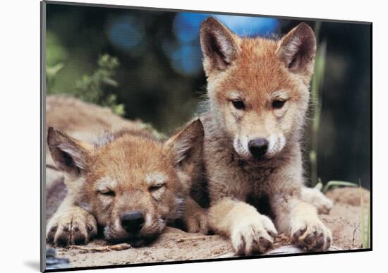 Spring Wolf Pups-Art Wolfe-Mounted Giclee Print