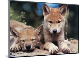 Spring Wolf Pups-Art Wolfe-Mounted Giclee Print