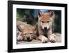 Spring Wolf Pups-Art Wolfe-Framed Giclee Print