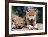 Spring Wolf Pups-Art Wolfe-Framed Giclee Print