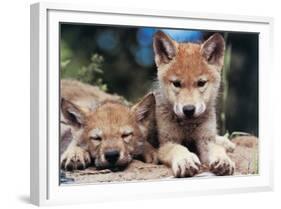 Spring Wolf Pups-Art Wolfe-Framed Giclee Print