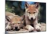 Spring Wolf Pups-Art Wolfe-Mounted Giclee Print