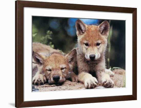 Spring Wolf Pups-Art Wolfe-Framed Giclee Print