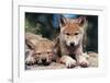 Spring Wolf Pups-Art Wolfe-Framed Giclee Print