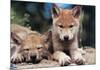 Spring Wolf Pups-Art Wolfe-Mounted Giclee Print