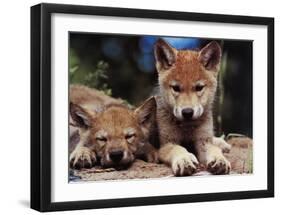 Spring Wolf Pups-Art Wolfe-Framed Art Print