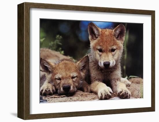 Spring Wolf Pups-Art Wolfe-Framed Art Print