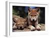 Spring Wolf Pups-Art Wolfe-Framed Art Print