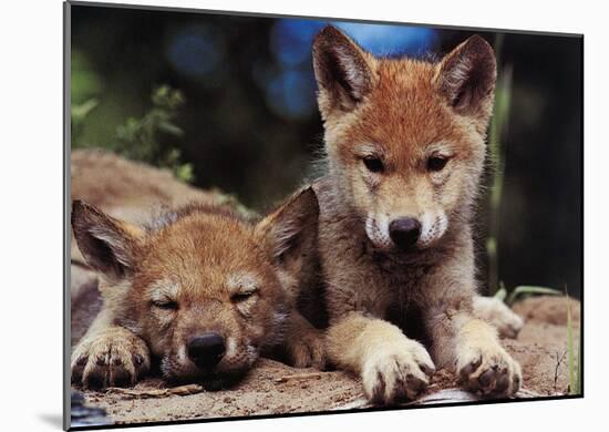 Spring Wolf Pups-Art Wolfe-Mounted Art Print