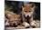 Spring Wolf Pups-Art Wolfe-Mounted Art Print