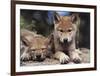 Spring Wolf Pups-Art Wolfe-Framed Art Print